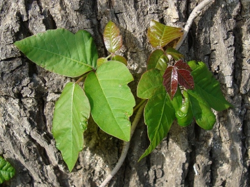 poison ivy vine