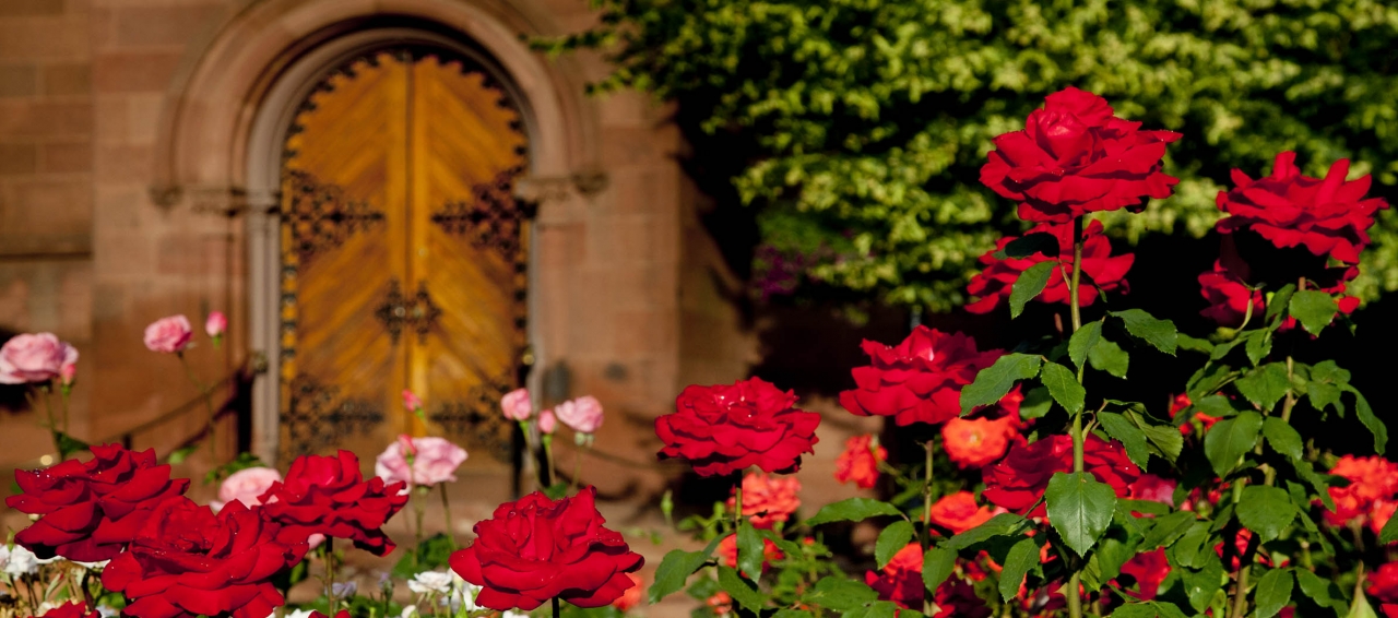 roses at the Castle