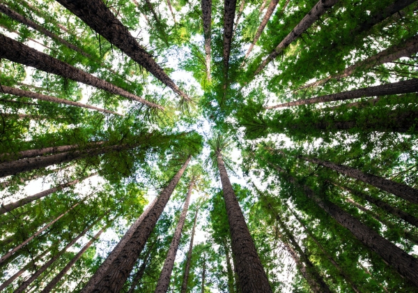 view of tall trees from the ground