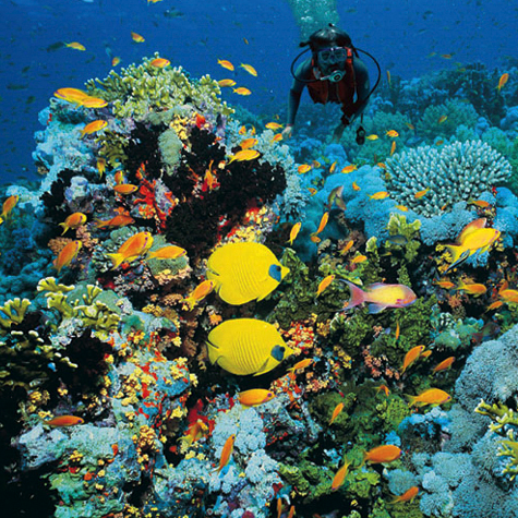 A diver floats above the seafloor