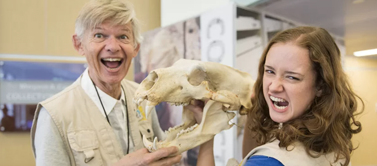 Two volunteers in Q?rius hold an animal skull with large teeth.